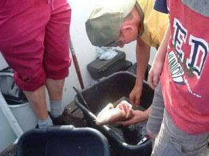 Eimer voll Dorsch &copy; Platte