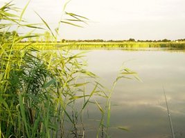 Friedfischangeln am Besitzer See in Mecklenburg-Vorpommern
